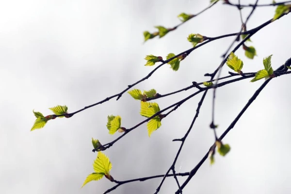 Изображение к статье: Весенняя погода с сюрпризами: где ждать дождя в воскресенье