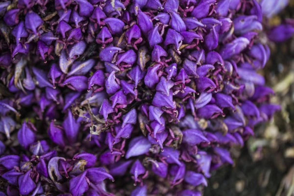 Изображение к статье: Выделяют ли кислород все растения?