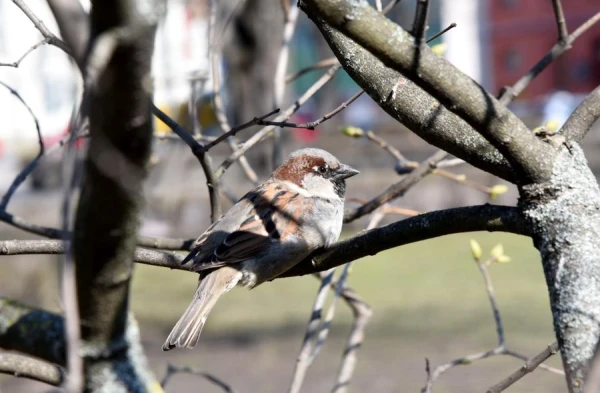 Во вторник местами будет дождливо
