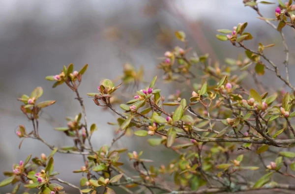 Иосиф Песнопевец: традиции и запреты 17 апреля