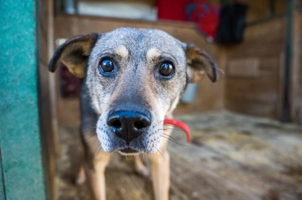 Изображение к статье: Когда в Германии могут изъять кошек и собак