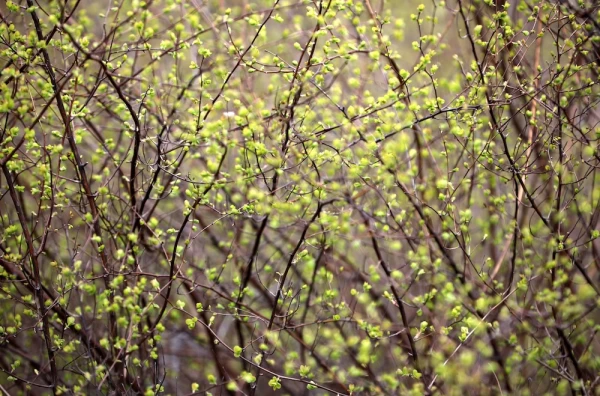 Потерпите до выходных: потом — солнце и до +18