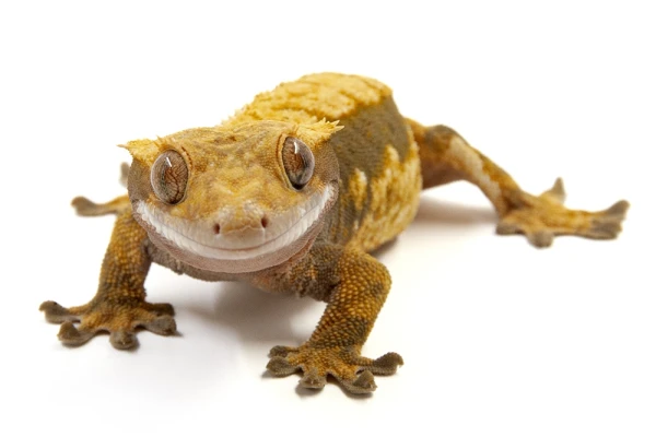 Изображение к статье: В Риге отмечен спрос на бананоедов. В Плявниеках их начали даже разводить!