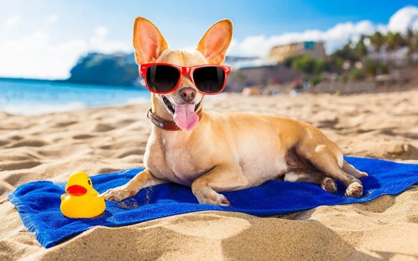 В США запустили авиакомпанию для собак