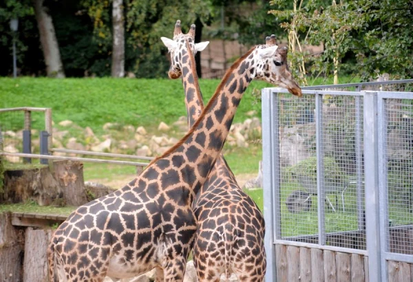 Изображение к статье: Могут ли жирафы испытывать рвоту?