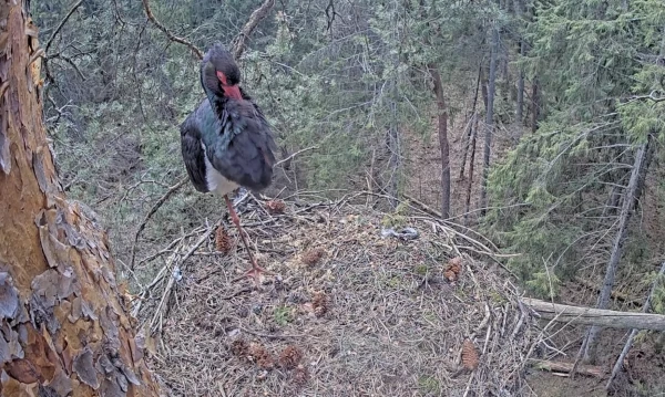 В Латвию возвращаются аисты: в онлайн-гнездах впервые после зимы появились белые и черные птицы