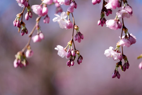 Изображение к статье: Погодные условия всё больше определяет область высокого давления