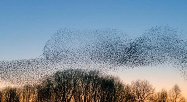 Удивительная находка: 5,6 миллиона пчел скрывались под кладбищем