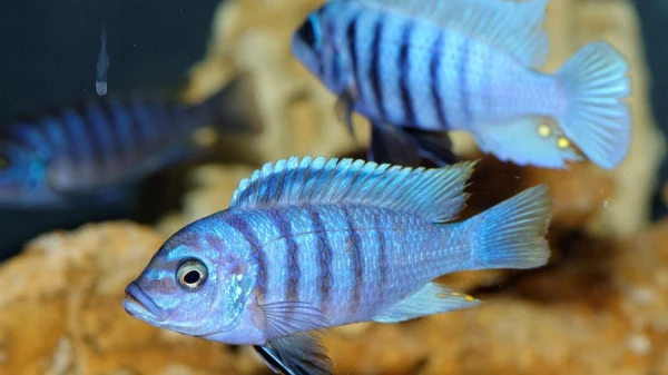 Рыбы способны различать человеческие лица