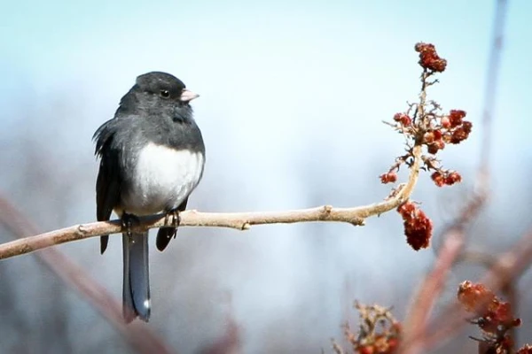 Изображение к статье: Мозг птиц в два раза меньше, чем у млекопитающих, но не менее эффективен