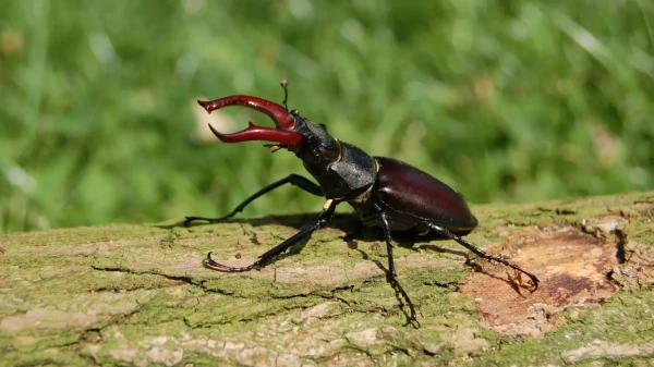 Шпионские жуки для НАТО: Биогибриды на пороге боевого применения?