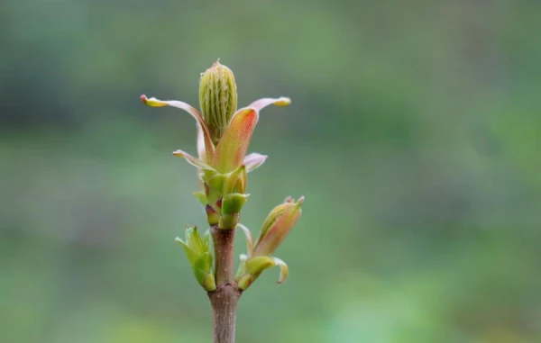 Ночью ожидаются заморозки, но день будет солнечным