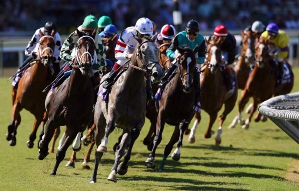 Почему нельзя поить лошадь сразу после скачки?