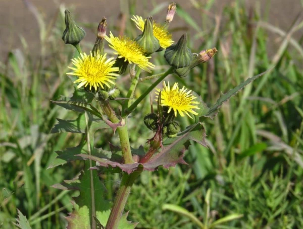 Изображение к статье: Советы эксперта по борьбе с сорняками