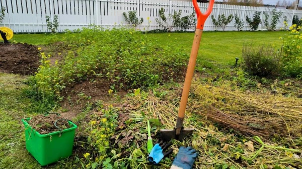 Изображение к статье: Дачникам рекомендовали поливать клубнику йодом