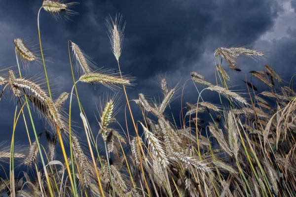 Изображение к статье: Зерно идёт потоком: транзит из России через Латвию вырос в разы