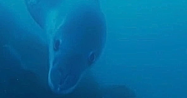 Изображение к статье: Встреча с грозным хищником: украинские полярники засняли морского леопарда