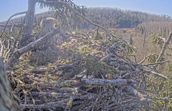 У морских орланов в Дурбе вылупился второй птенец