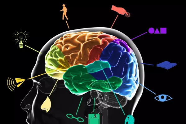 Изображение к статье: Сначала мысль — потом действие: как работает мозг