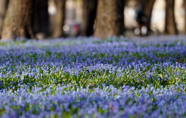 В среду будет солнечно и усилится ветер