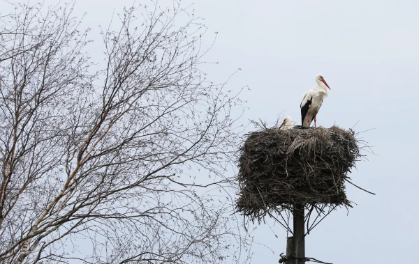 Готовьтесь к непогоде: на выходных ветер, снег и даже град