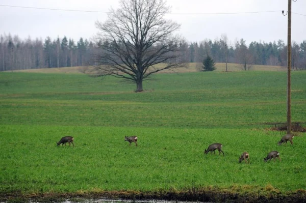 Поля под охраной — фермеры в убытке: что происходит в Екабпилсском крае