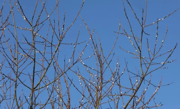 Изображение к статье: Апрель в Латвии оказался теплее нормы и с дефицитом осадков