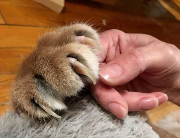 Изображение к статье: Почему кошки умеют прятать когти, а собаки — нет?