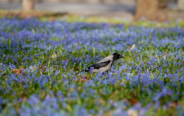Изображение к статье: В четверг ожидается порывистый ветер