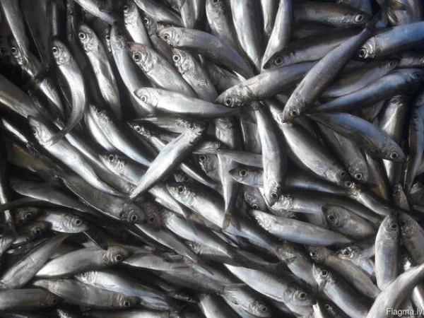 Изображение к статье: Поймал рыбку? - Пересчитай и сообщи - у рыбаков в Латвии новая обязанность