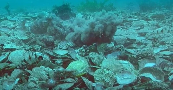 Осьминоги-метатели: самки действительно бросают камни в самцов? Открытие ученых