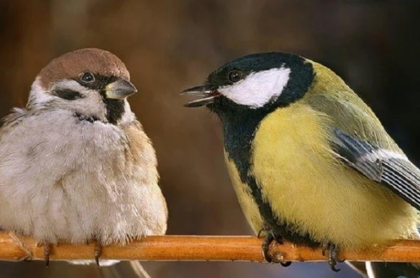 Почему синицы атакуют воробьёв?