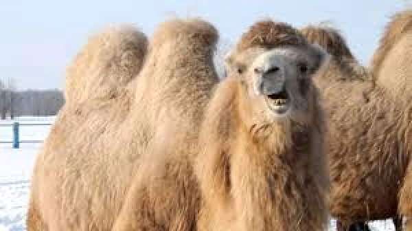 Почему в будущем верблюжье молоко станет популярным выбором