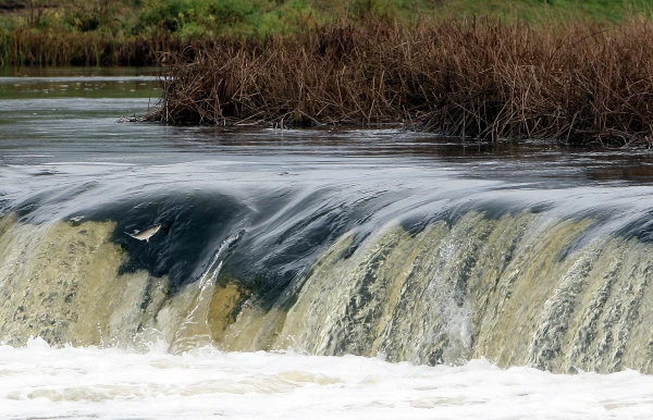 Сегодня в Кулдиге пройдет Праздник Летающей рыбы