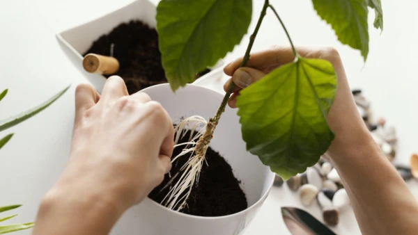 Как ускорить рост корней без химии: 5 лучших натуральных стимуляторов