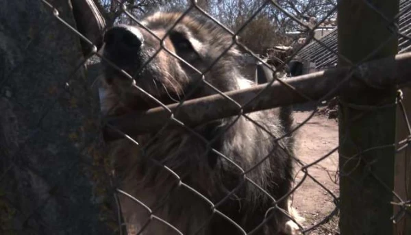 В Царникаве пес годами живёт один среди металлолома; люди жалуются властям, но ситуация не меняется