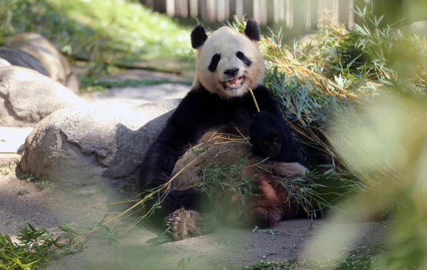 Изображение к статье: Китайские панды летят в США: дипломатический жест перед визитом Трампа в Пекин