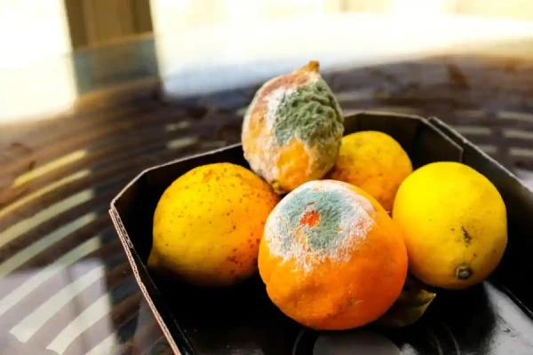 Диетолог объясняет различия между благородной и опасной плесенью