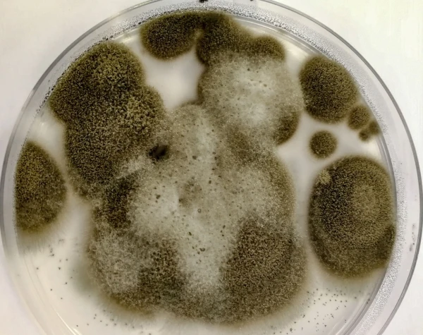 Чернобыльский гриб: удивительная жизнь в эпицентре катастрофы и его невероятные способности