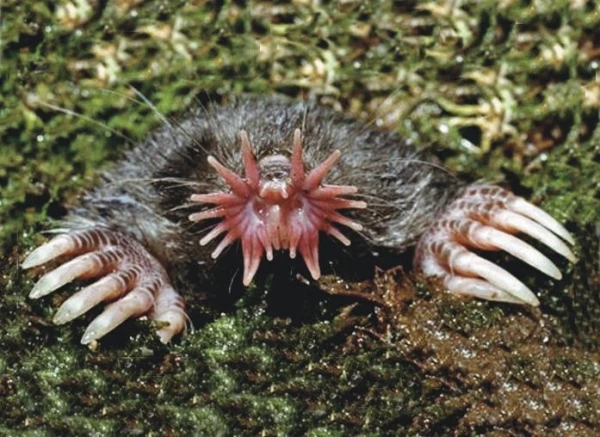 Звезда подземелья: жизнь необычного существа, напоминающего крота