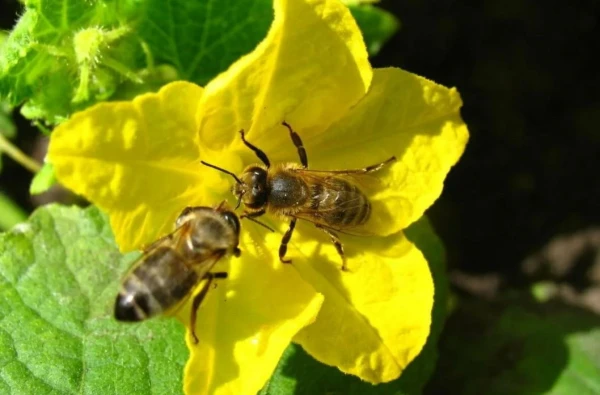 Богатый урожай начинается с пчел: как привлечь этих тружеников в ваш сад