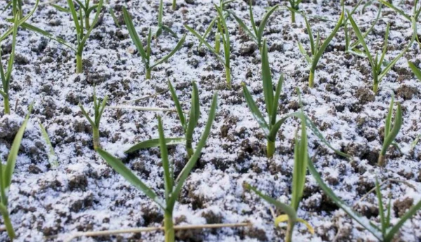 Изображение к статье: Спасаем озимый чеснок: эффективные подкормки для холодной весны