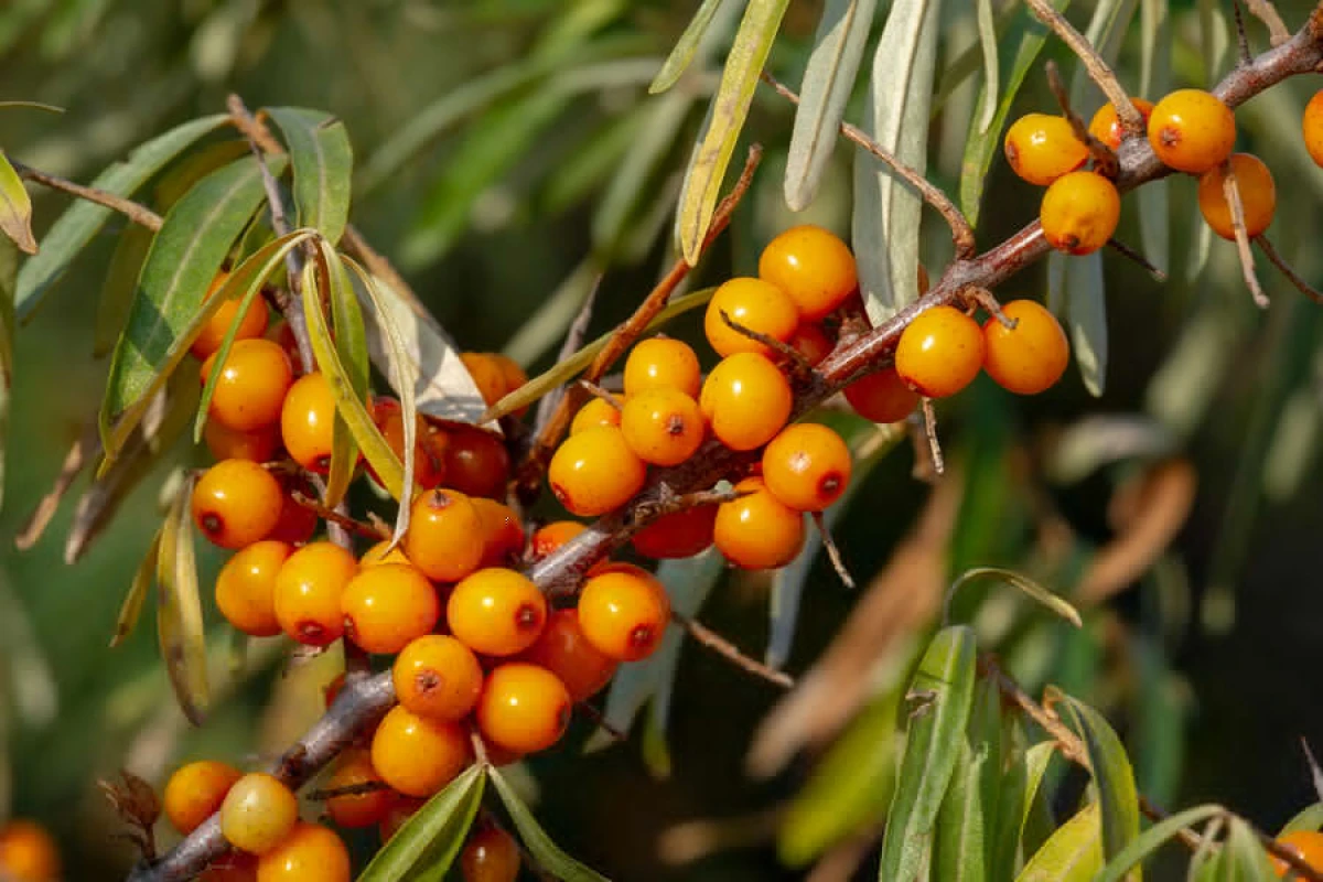 Изображение к статье: Учёные открыли натуральный способ контроля сахара в крови