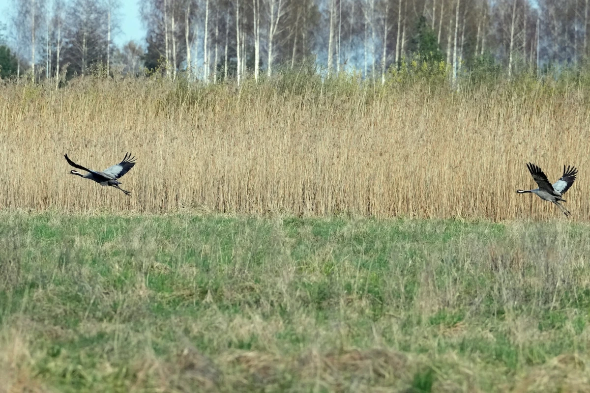 Изображение к статье: Во вторник продолжит дуть холодный северный ветер