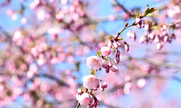 Погодные качели в мае: от тепла к прохладе за несколько дней