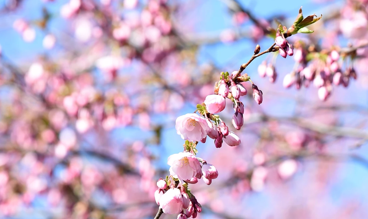 Изображение к статье: Погодные качели в мае: от тепла к прохладе за несколько дней