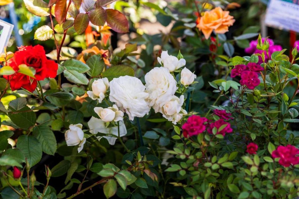 Изображение к статье: От идеи до сада мечты – подготовьтесь к выставке Dārzs un dzīvesstils 2026 на Кипсале!