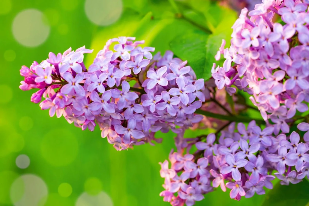 Изображение к статье: Май 2026: Звёздный прогноз для каждого знака зодиака