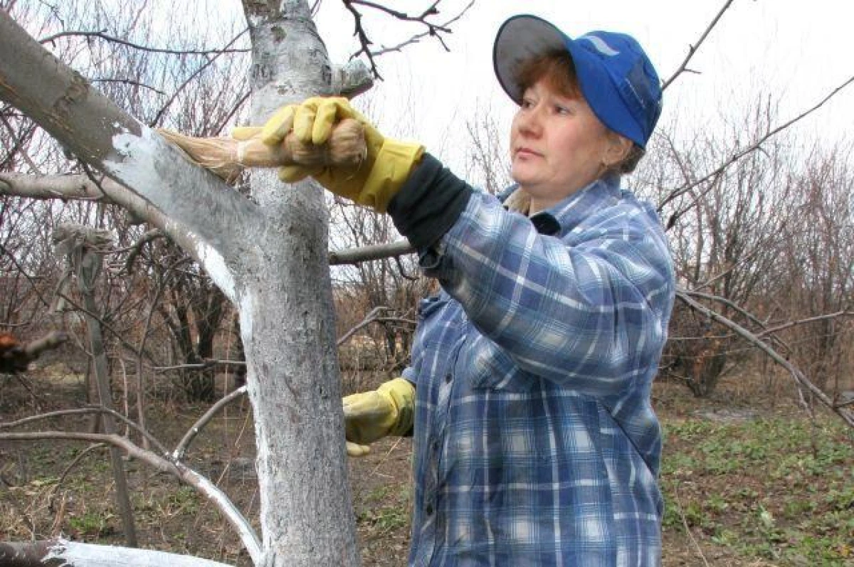Изображение к статье: Какова роль извести в огороде?