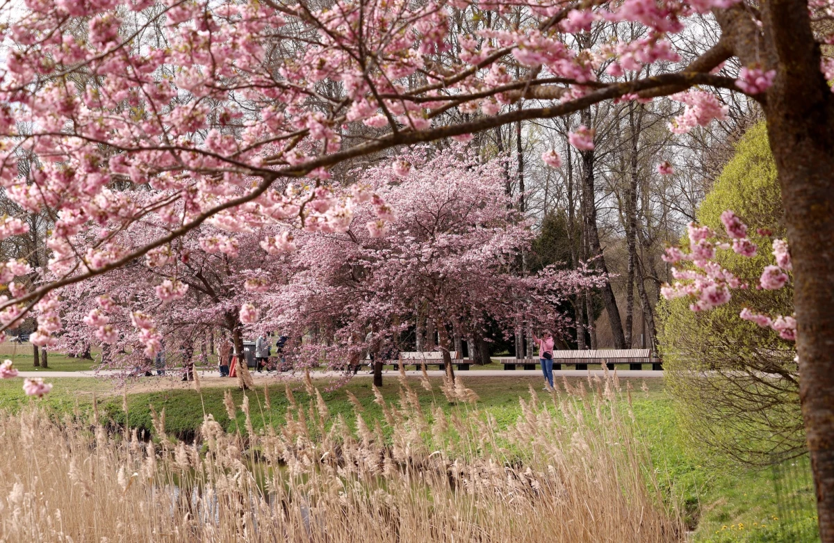 Изображение к статье: Апрель заканчивается дождём: местами возможен мокрый снег